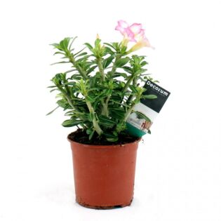 Wüstenrose – Adenium Obesum "rosa"