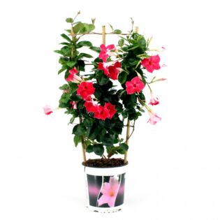 Mandevilla Sundaville Cream