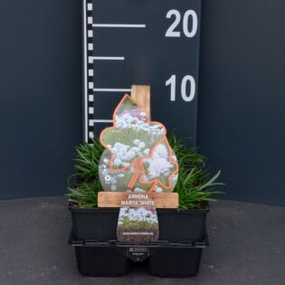 Grasnelke - Armeria maritima 'White' Grasnelke - Armeria maritima 'White'