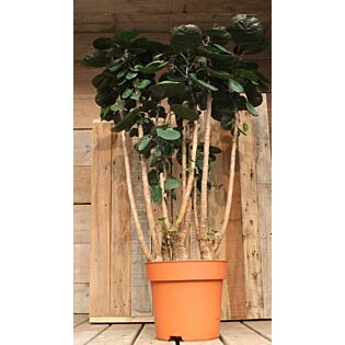 Polyscia Fabian Polyscia Fabian