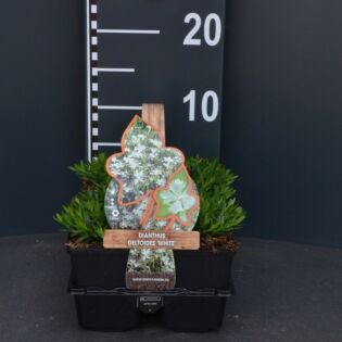 Steenanjer - Dianthus delt. 'White' Steenanjer - Dianthus delt. 'White'