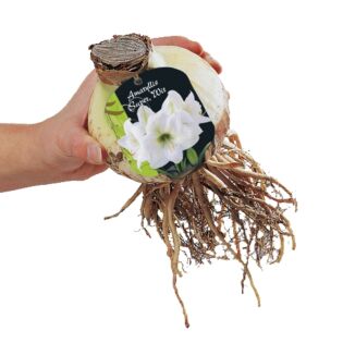 Amaryllis Super, Weiß (Stecketikett)