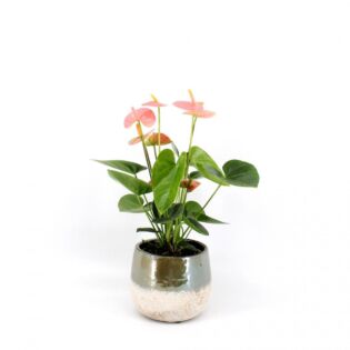 Anthurium Spirit Anthurium Spirit