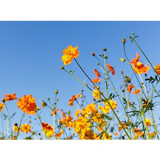 Au&szlig;enleinwand Blumen orange 78 cm