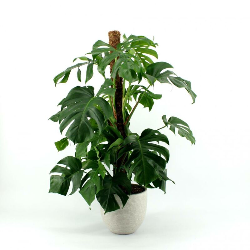 Monstera pertusum Mosstock