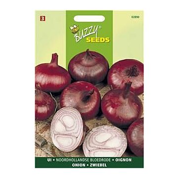 Buzzy® Zwiebel Holländische dunkelrote