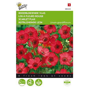 Linum, rotblühender Lein – Buzzy