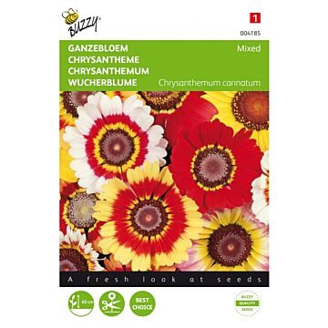 Buzzy® Chrysanthemum, Ganzebloem gemengd