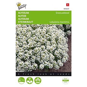 Alyssum Schneeteppich – Buzzy