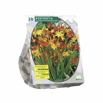 Montbretia per 30