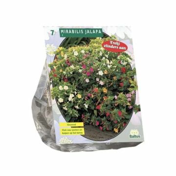 Mirabilis Jalapa, 7 Stück