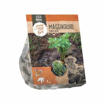 Liebstöckel, 1 Stück