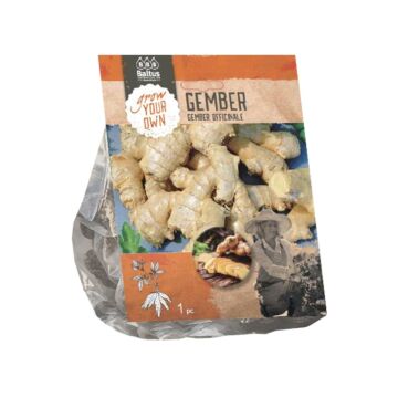 Ingwer Officinale, 1 Stück