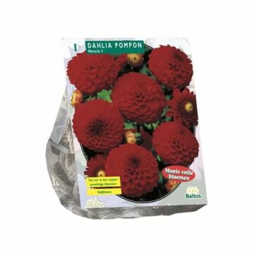 Dahlia Pompon Nescio per 1