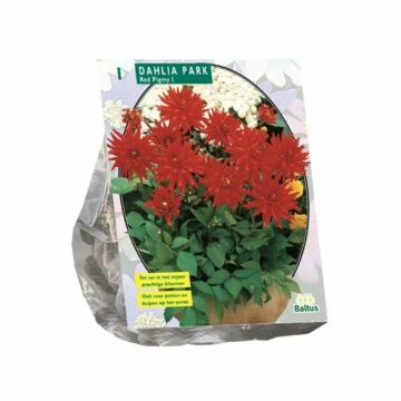 Dahlie Park Red Pigmy, 1 Stück
