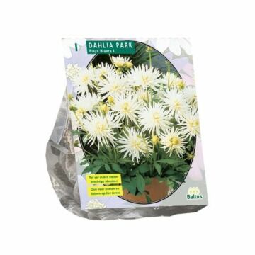 Dahlie Park Playa Blanca, 1 Stück