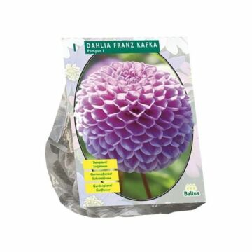 Dahlie Franz Kafka, 1 Stück