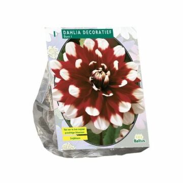 Dahlie Dekorativ Duet, 1 Stück Dahlie Dekorativ Duet, 1 Stück