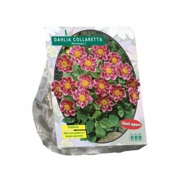 Dahlie Halskrause Hartenaas, 1 Stück Dahlie Halskrause Hartenaas, 1 Stück