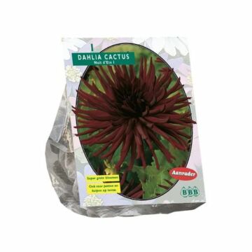 Dahlie Kaktus Nuit d’été, 1 Stück Dahlie Kaktus Nuit d’été, 1 Stück