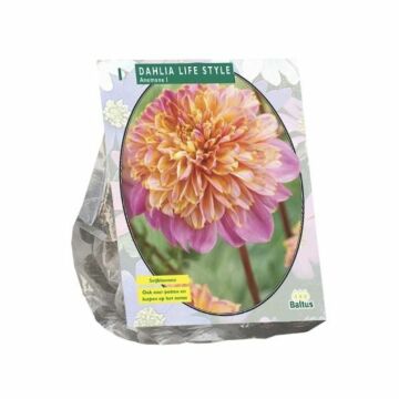 Dahlie Anemone Lifestyle, 1 Stück Dahlie Anemone Lifestyle, 1 Stück