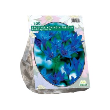 Brodiaea Fabiola pro 100