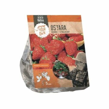 Erdbeer-Ostara pro 5