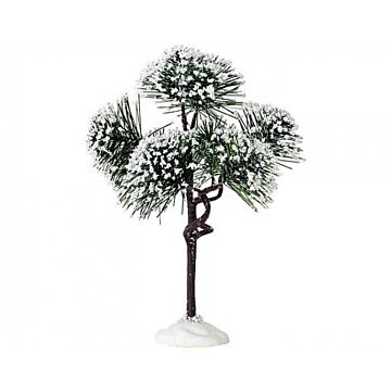 LEMAX MOUNTAIN PINE, MEDIUM