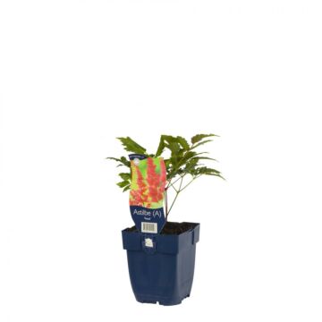 Spirea - Astilbe (A) 'Fanal'