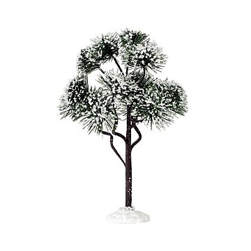 LEMAX MOUNTAIN PINE, LARGE