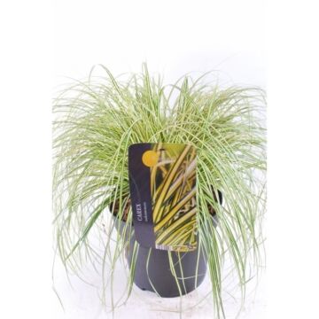 Carex Evergold