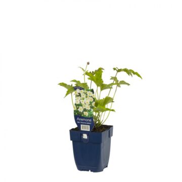 Herbstanemone - Anemone hybr. 'Hon. Jobert'