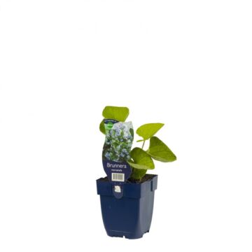 Kaukasusvergissmeinnicht - Brunnera macrophylla