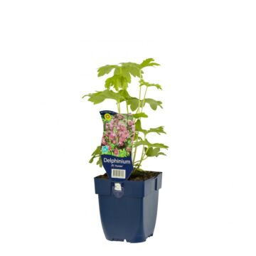 Rittersporn - Delphinium (P) 'Astolat'