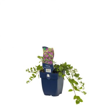 Kleines Immergrün - Vinca Minor 'Atropurpurea'