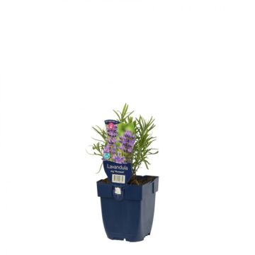 Lavender - Lavandula ang. 'Munstead'