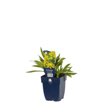 Goldrute - Solidago 'Strahlenkrone'