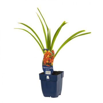 Taglilie - Hemerocallis 'Frans Hals'