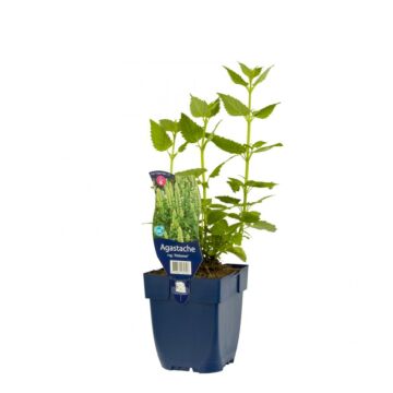 Anispflanze - Agastache rugosa 'Alabaster'