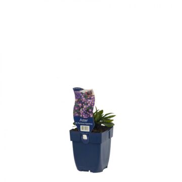Herbstaster - Aster (D) 'Pr. A. Kippenberg'