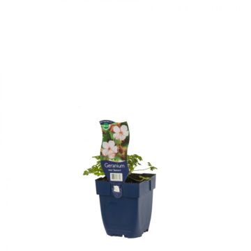 Storchschnabel - Geranium macr. 'Spessart'