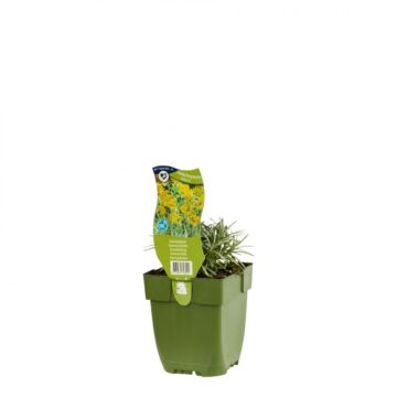 Immerschön - Helichrysum italicum