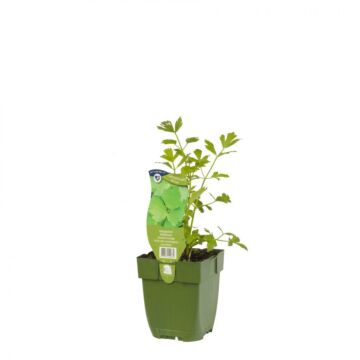 Badekraut - Levisticum officinale