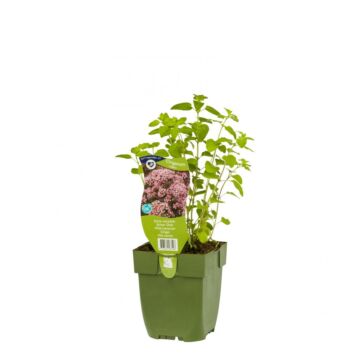 Echter Dost - Origanum vulgare