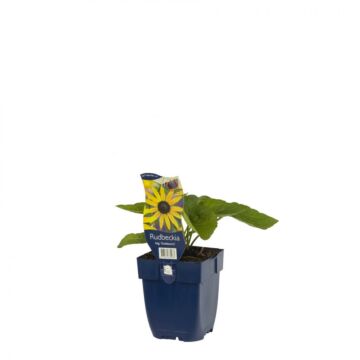 Sonnenhut – Origanum 'Goldsturm'