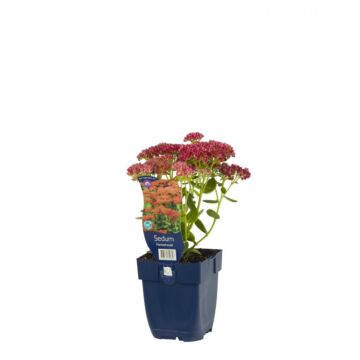 Sedum Herbstfreude 