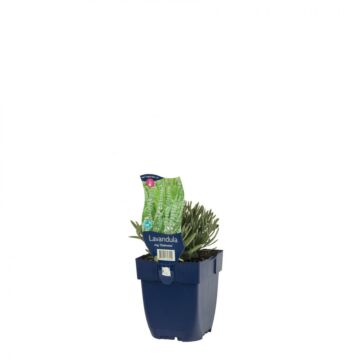 Lavender - Lavandula ang. 'Edelweiss'