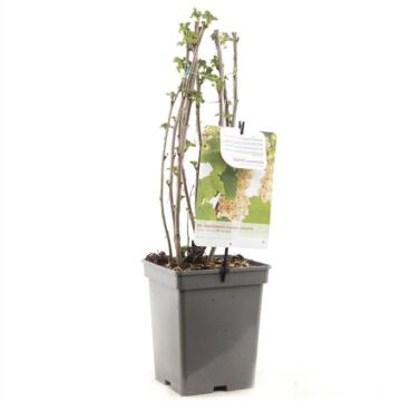 weiße Johannisbeere - Ribes rubrum 'witte Parel' H 60 cm