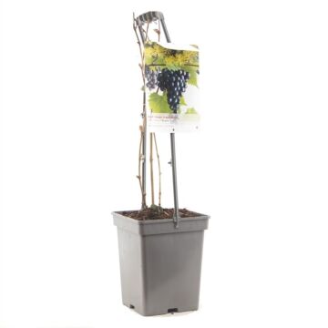 Tafeltraube - Vitis vinifera 'Regent'