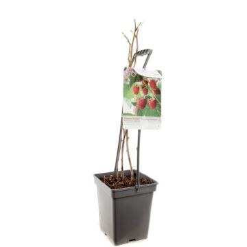 Himbeere - Rubus idaeus 'Glen Ample'